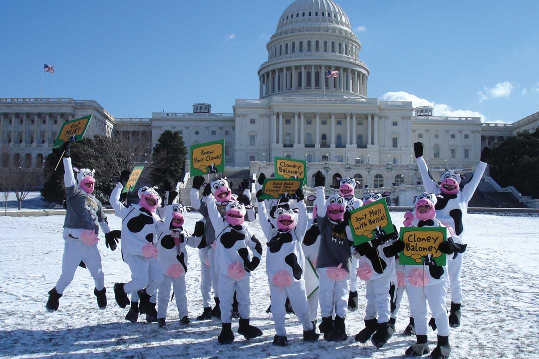 Persone travestite da mucca